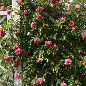 Podpory do róż pnących w ogrodzie – jakie wybrać i jak impregnować
