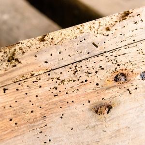 Kornik w drewnie – co robić? Jak zabezpieczyć drewno przed kornikami?