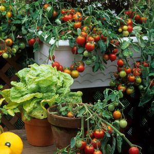 Ogród warzywny na balkonie w bloku – pomysły na jego wykonanie