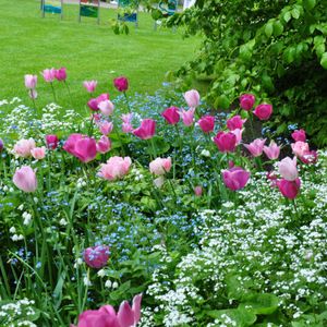 Uprawa i sadzenie tulipanów w ogrodzie − poradnik