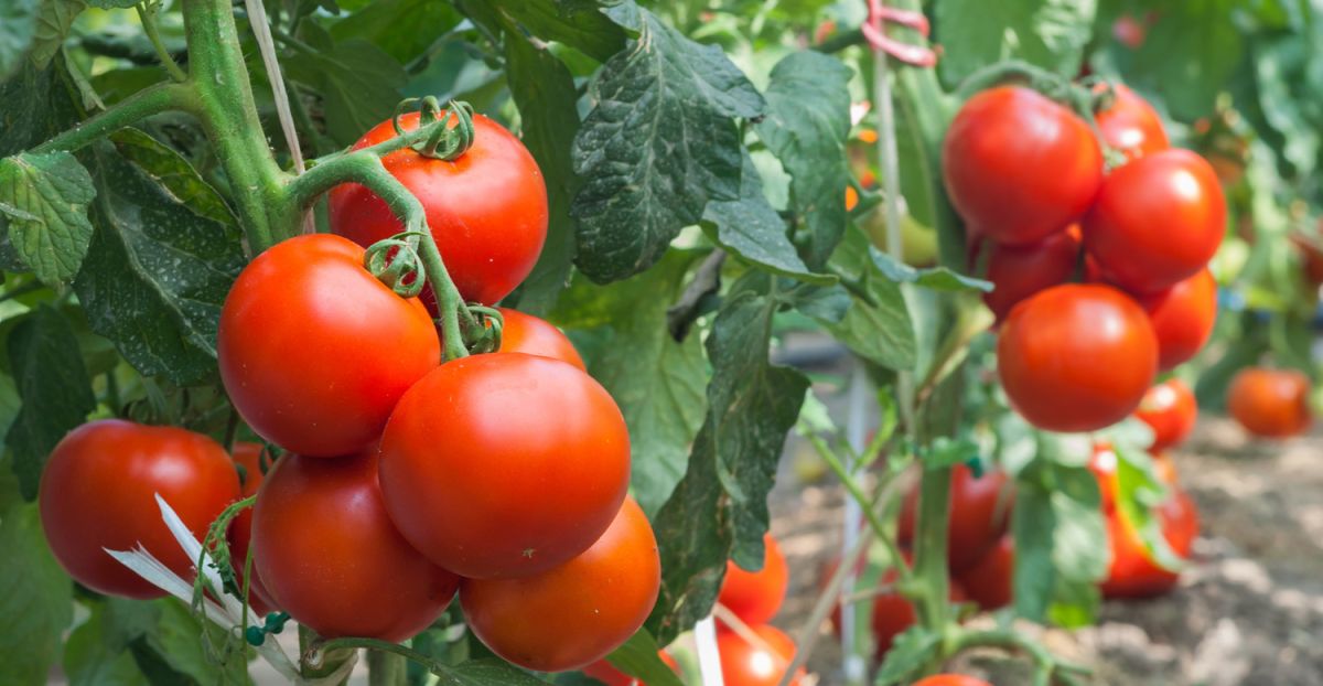 Domowa uprawa pomidorów w ogrodzie jest możliwa nawet jeśli dla początkujących.