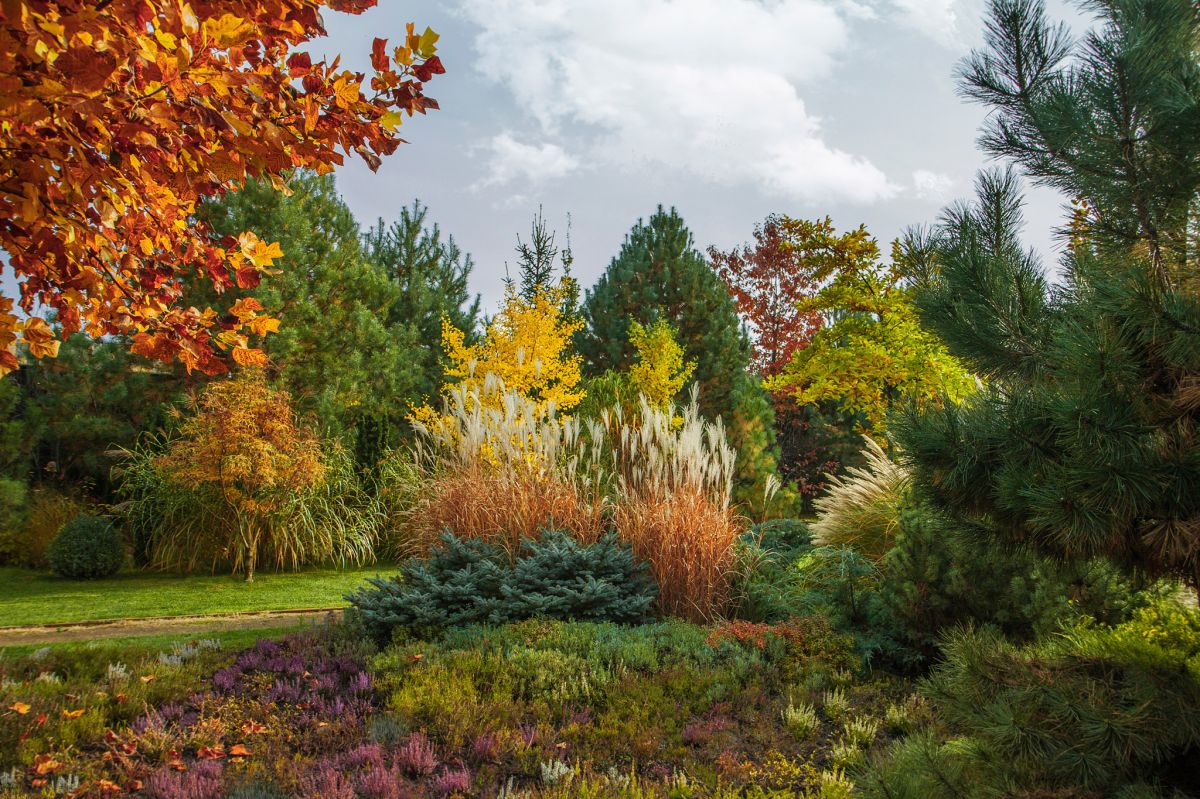 Październik w ogrodzie to feeria kolorów, zwłaszcza w przypadku drzew liściastych, krzewów ozdobnych i traw.