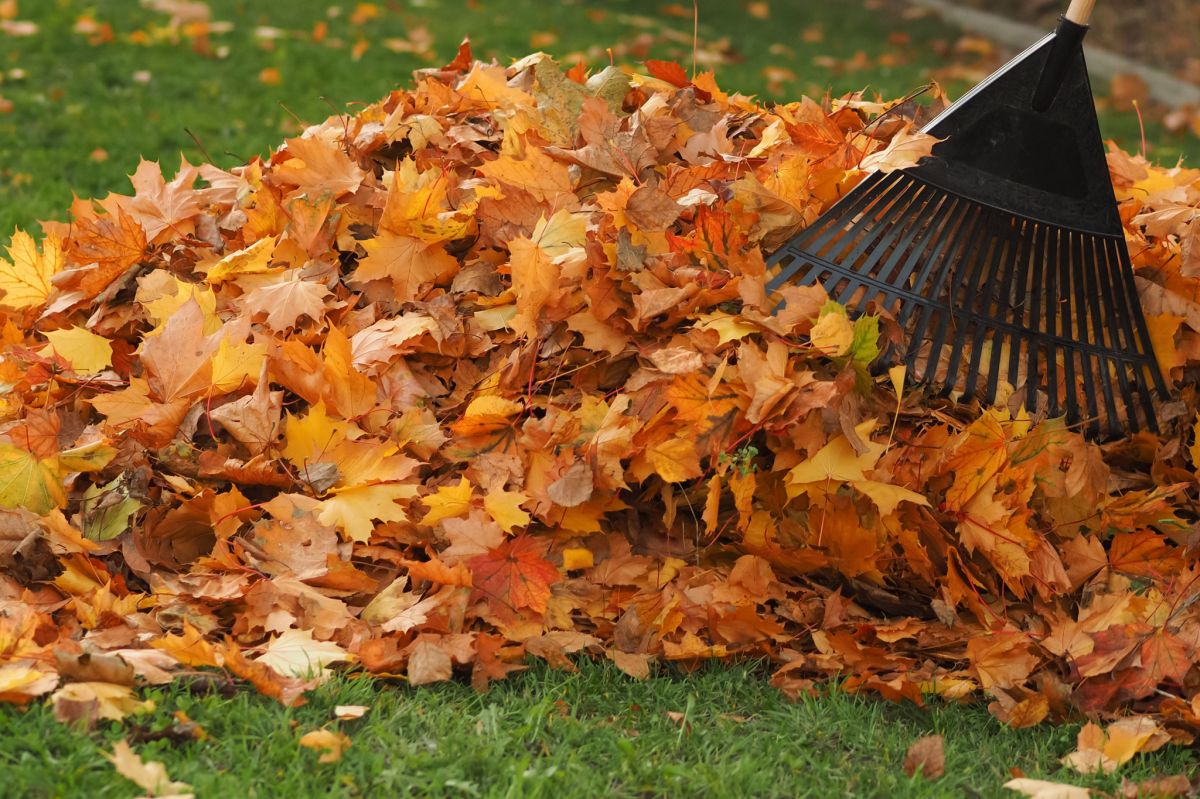Wśród zadań w ogrodzie w październiku jednym z najważniejszych jest regularne grabienie liści. 