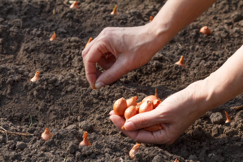  W marcu prosto do gruntu możemy już sadzić i siać niektóre odporne warzywa, np. cebulę. 