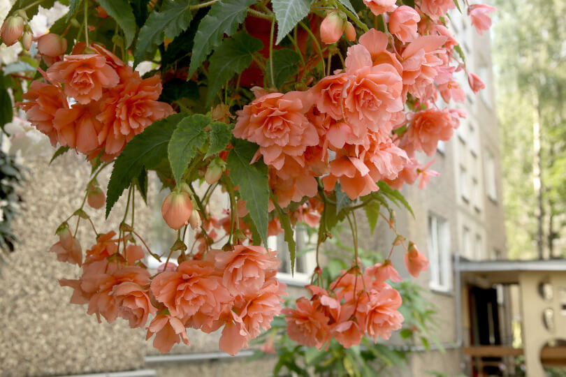 Kwitnąca begonia w donicy.