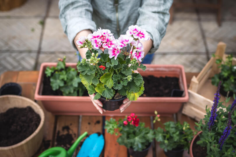 Pelargonie na balkon i taras.