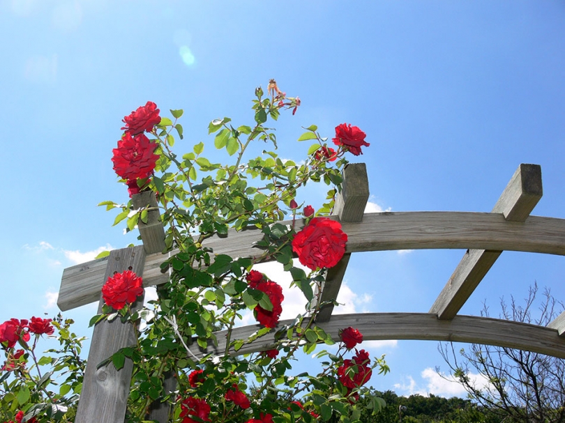 Pergola drewniana w ogrodzie.