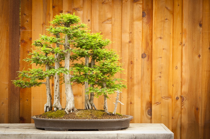 Drzewko bonsai