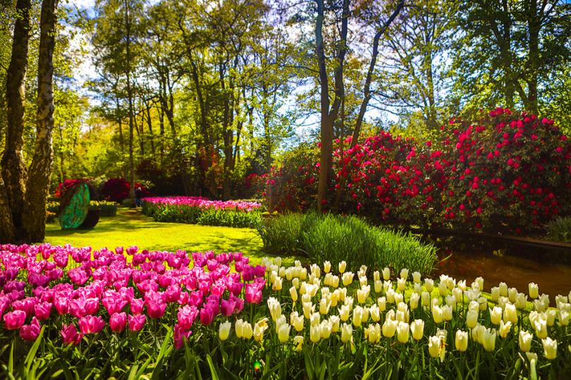 Tulipany w ogrodzie w stylu holenderskim