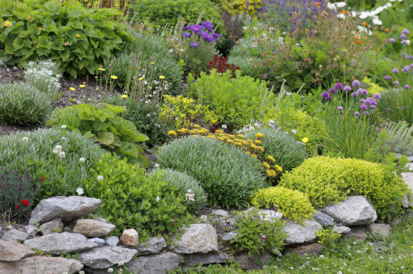Skalniak w ogrodzie z różnymi roślinami