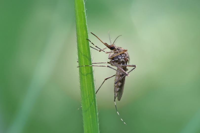 Komar siedzący na roślinie
