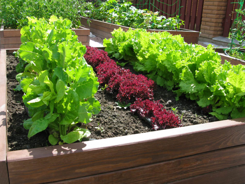 Warzywa hodowane w dużej skrzyni
