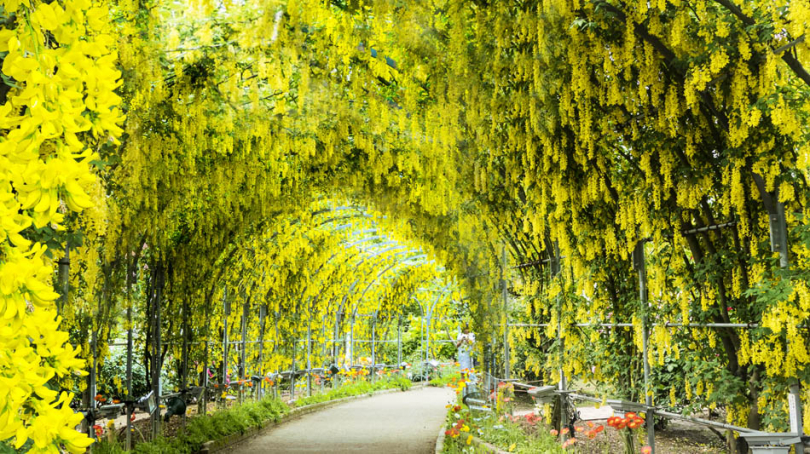 Pergola z wiszącymi roślinami