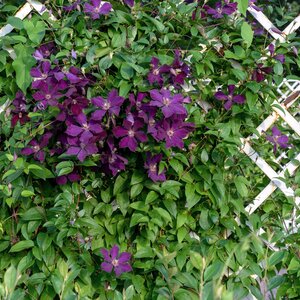 Do pergoli z donicą najlepiej nadają się pnącza takie jak clematis.