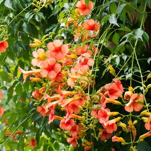 Milin amerykański to idealna roślina do donicy z pergolą.