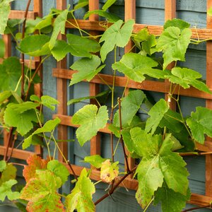 Drewnianą pergolę na winogrona każdego roku trzeba impregnować z pomocą środków VIDARON.