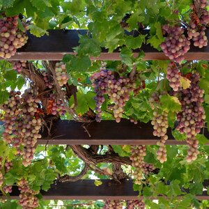 Efektowna pergola na winogrona. Możesz ją wykończyć np. Impregnatem Ochronno-Dekoracyjnym Ogrodowym VIDARON.