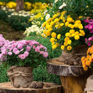 Chryzantemy – odmiany i gatunki tych jesiennych kwiatów