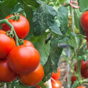 Jak uprawiać pomidory? Poradnik dla początkujących ogrodników