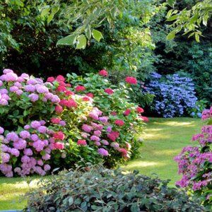 Jak zrobić rabatę kwiatową przed domem? Poradnik architekta zieleni