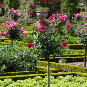 Ogród w stylu klasycznym - porady i inspiracje