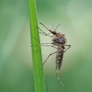 Rośliny ogrodowe odstraszające komary i kleszcze 