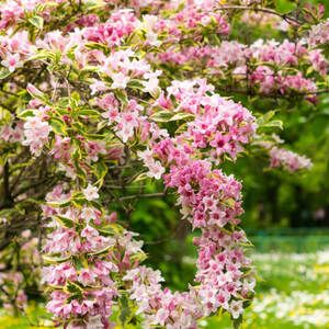Krzewy kwitnące wczesną wiosną – polecane gatunki i zasady ich pielęgnacji