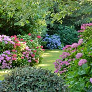 12 najpiękniejszych krzewów i kwiatów do ogrodu – inspiracje