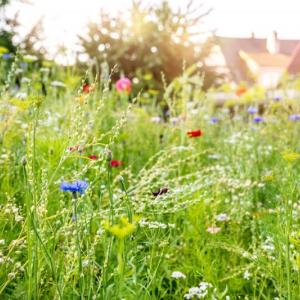 Drewno i rośliny w ogrodzie naturalistycznym