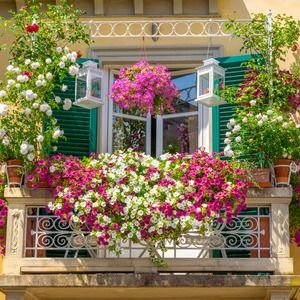 Pnącza na balkon – jak je pielęgnować?