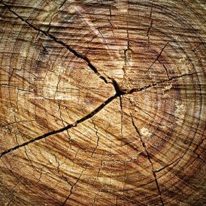 Jak skutecznie zapobiegać pękaniu drewna? - porady eksperta