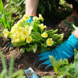 Kalendarz ogrodnika – niezbędne prace w ogrodzie w marcu