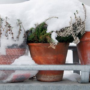Jak zabezpieczyć rośliny na zimę na balkonie? Poradnik