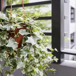 Całoroczne rośliny na balkon i taras – 10 najlepszych propozycji