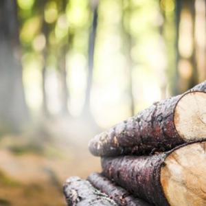 Drewno rodzime – najpopularniejsze gatunki i zastosowanie