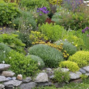 Rośliny całoroczne na skalniak – piękny ogród przez cały rok!