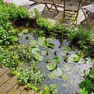 Rośliny do oczka wodnego w ogrodzie – pływające i oczyszczające wodę