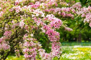 Krzewy kwitnące wczesną wiosną – polecane gatunki i zasady ich pielęgnacji