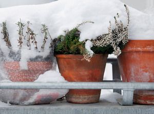 Jak zabezpieczyć rośliny na zimę na balkonie? Poradnik