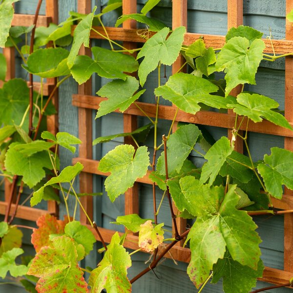 Pergola na winogrona – jak zaplanować, zbudować i obsadzić pnączami 