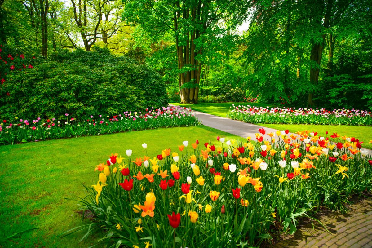 Majowy ogród z tulipanami.