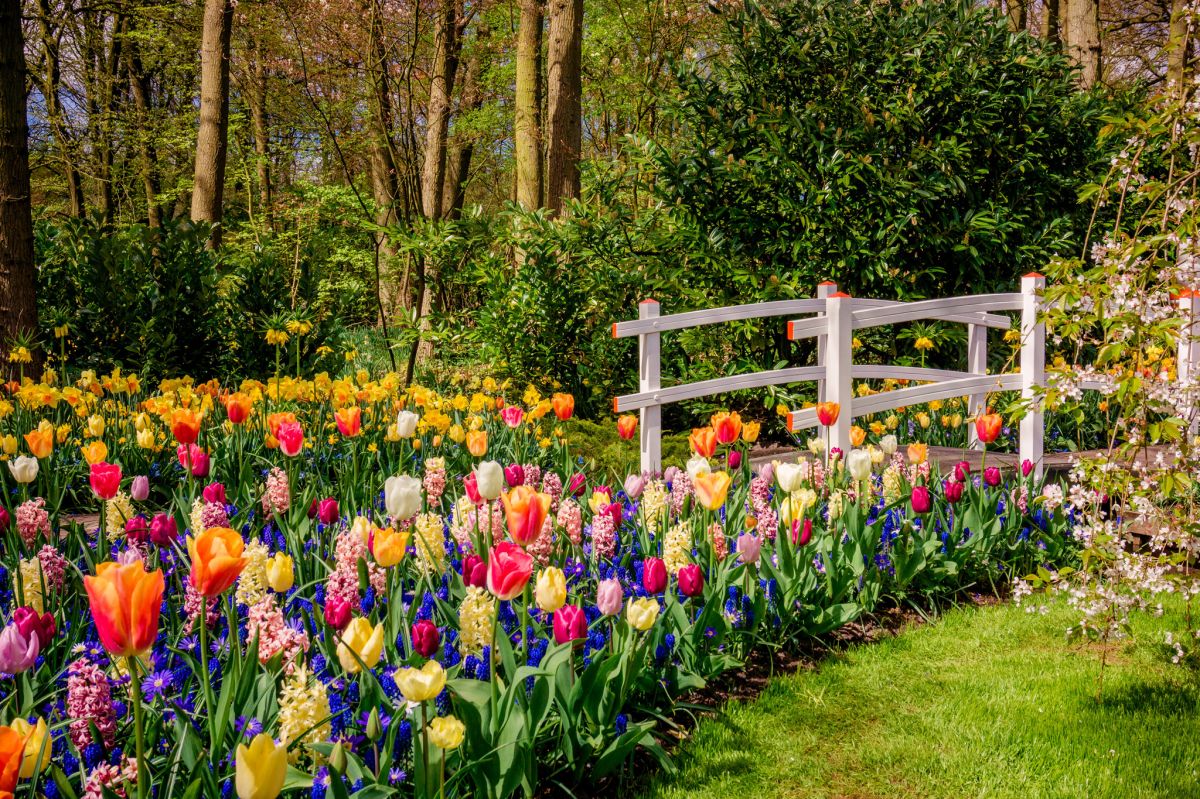 Tulipany w majowym ogrodzie.
