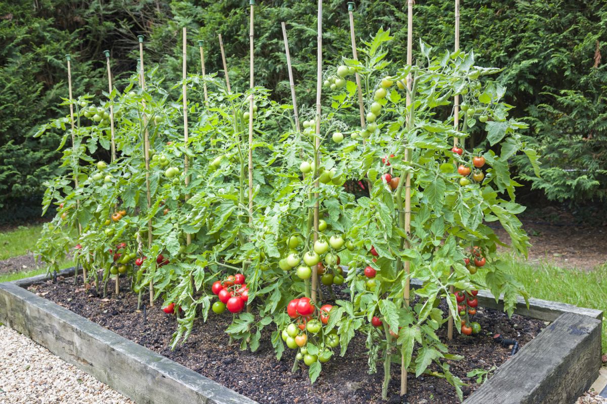 W polskim klimacie pomidory można śmiało uprawiać w gruncie, np. w podwyższonych grządkach.