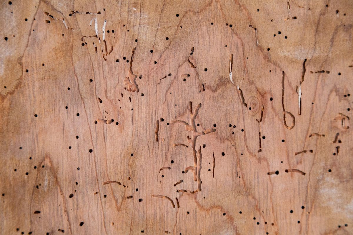 Dziurki w drewnie to dowód, że owady poczyniły już wiele szkód. 