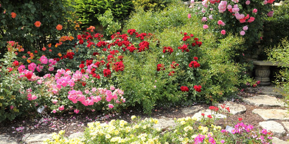 Różany ogród w czerwcu.