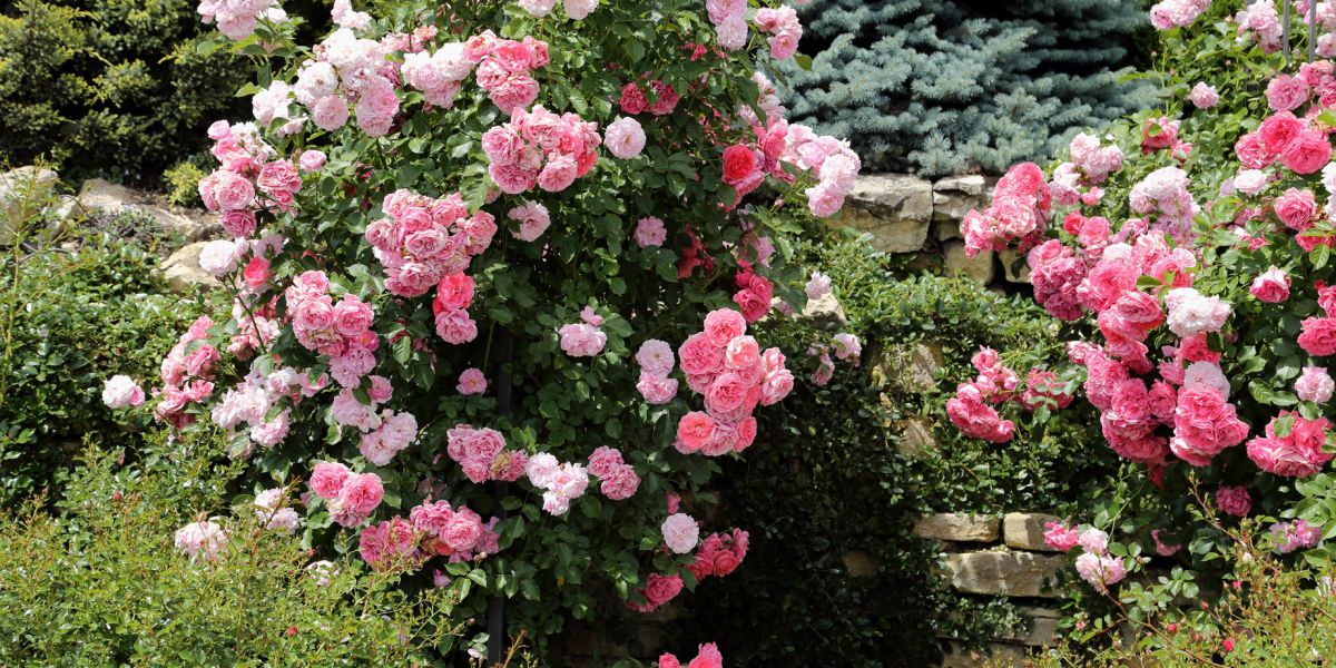 Róże parkowe sadzi się w zielonych miejscach publicznych, ale nadają się też do domowego ogrodu. 