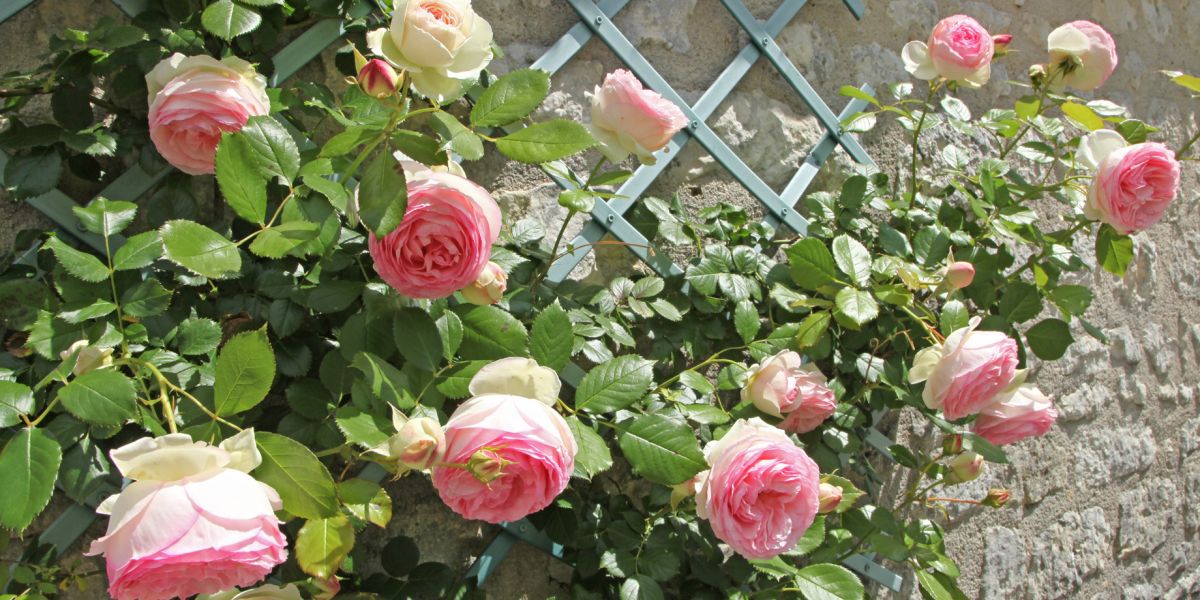 Pnące róże rozpięte na kracie przymocowanej do ściany budynku.
