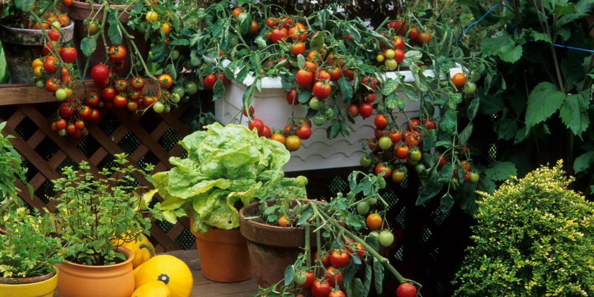 Na balkonie można zrobić ogród warzywny niczym na własnej działce!