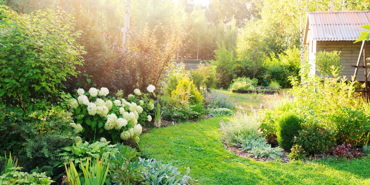 Ogród w lipcu zachwyca zielenią i kwiatami bylin, krzewów zdobnych i roślin jednorocznych.