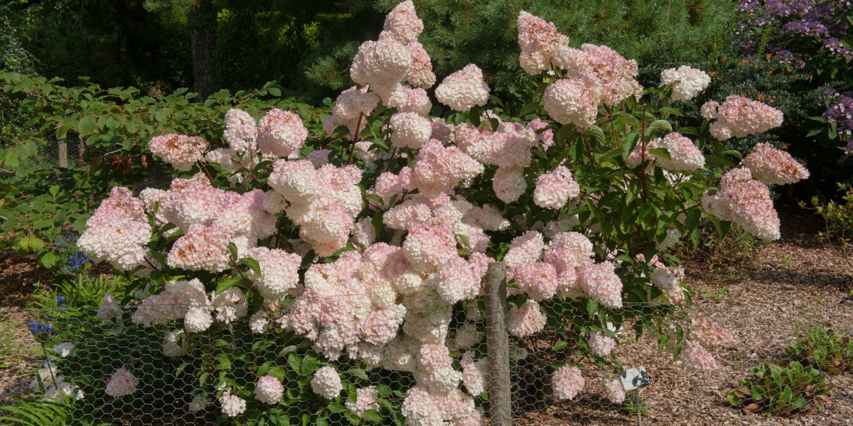 Hortensja bukietowa Vanille Fraise – odmiana hortensji, która zaczyna kwitnienie latem i stopniowo przebarwia się aż do koloru truskawkowych lodów.